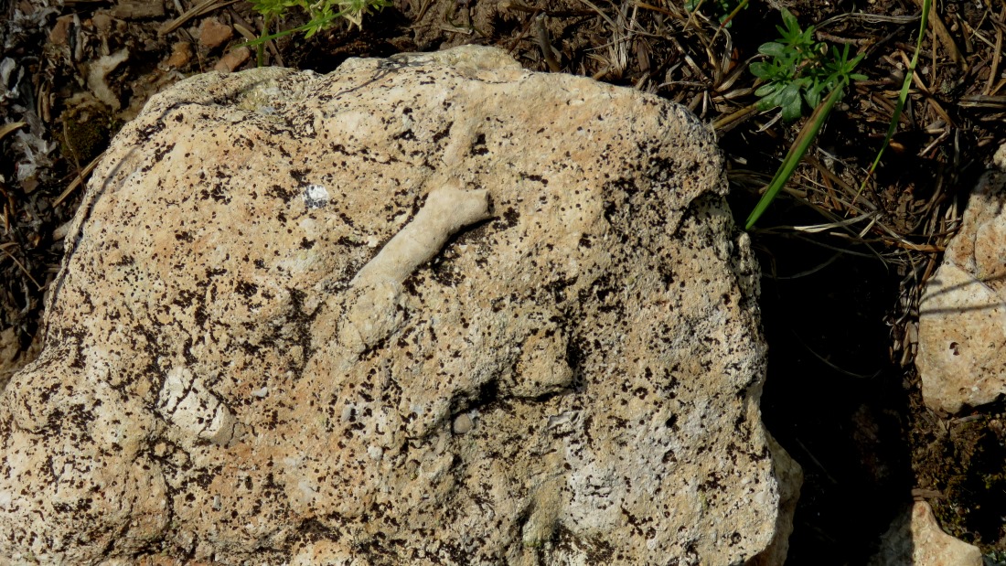 fossil, kaibab