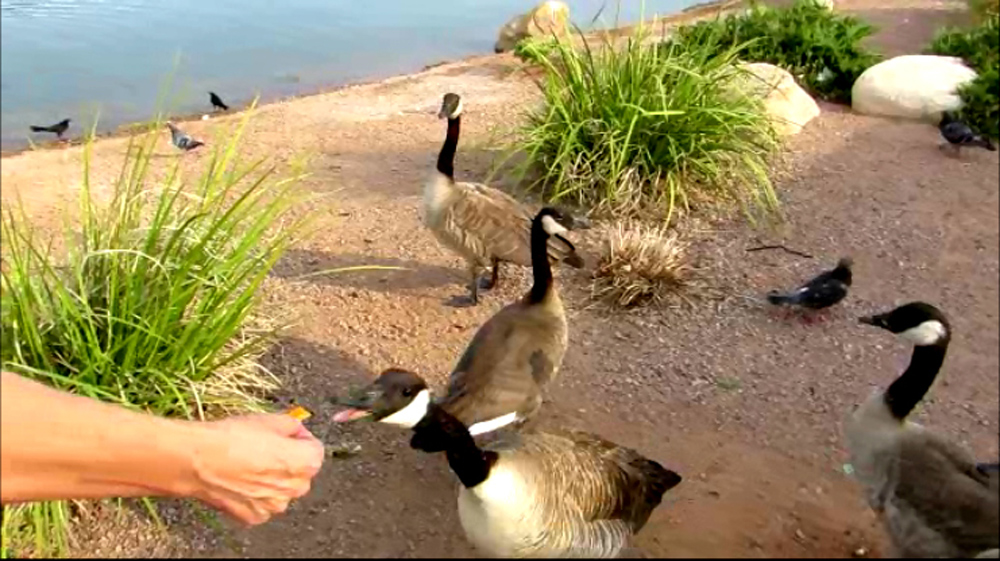More hand feeding the geese