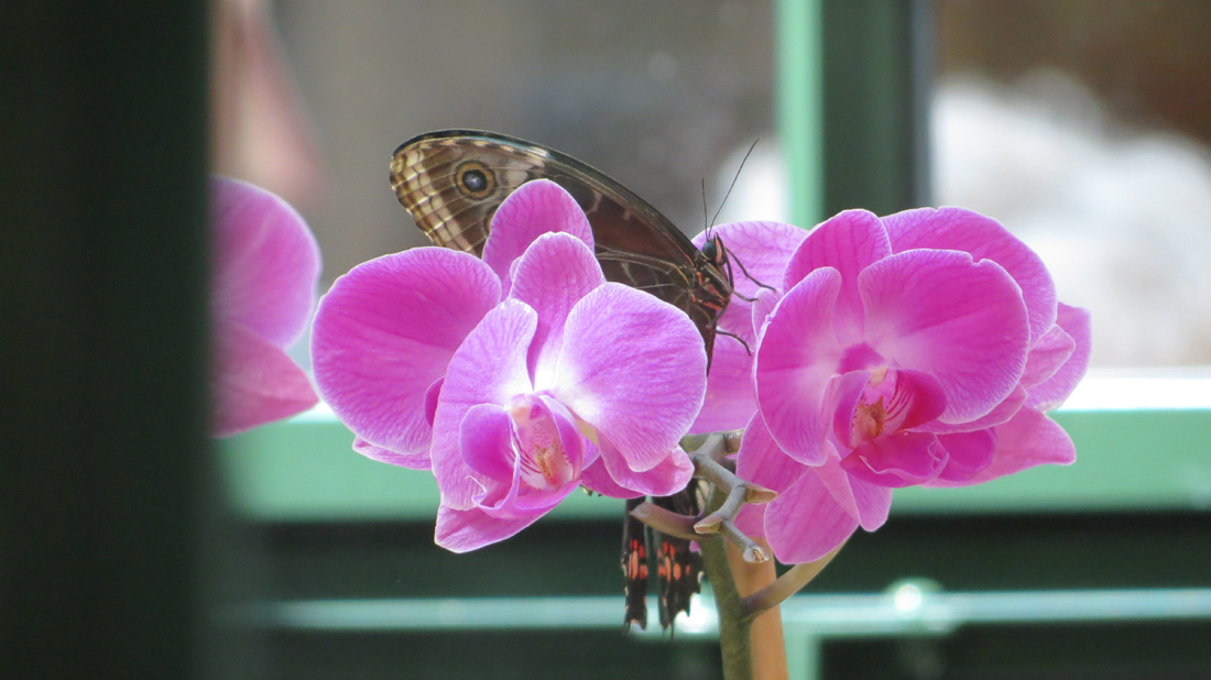 butterflies, Belagio
