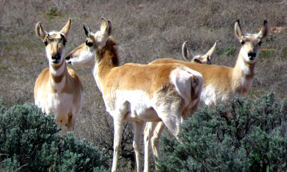 Antelope, AZ