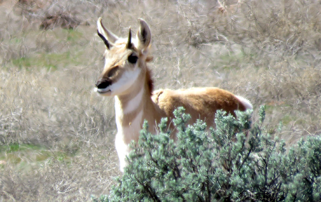 Antelope, AZ