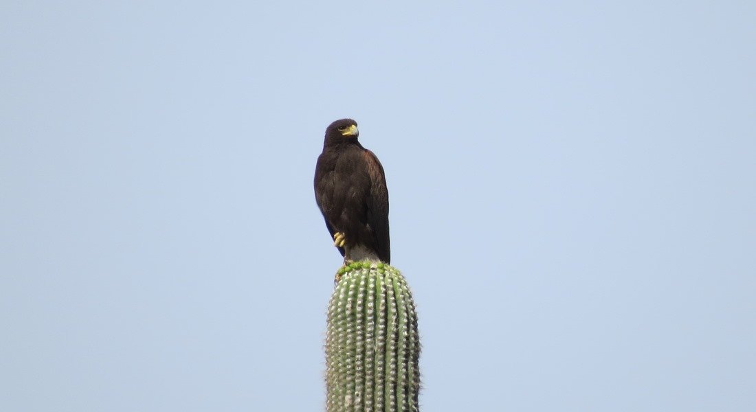 golden eagle, Payson, AZ