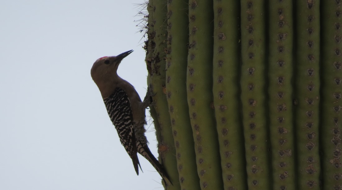 gila woodpecker,AZ