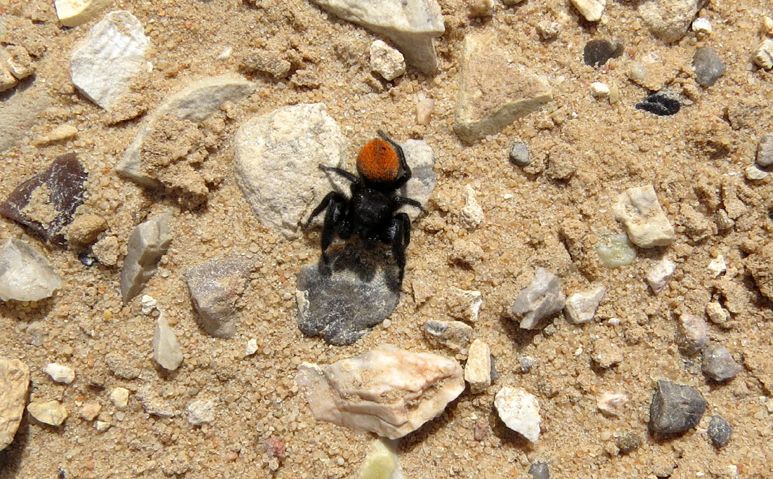 black & orange jumping spider