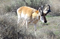 antelope, AZ